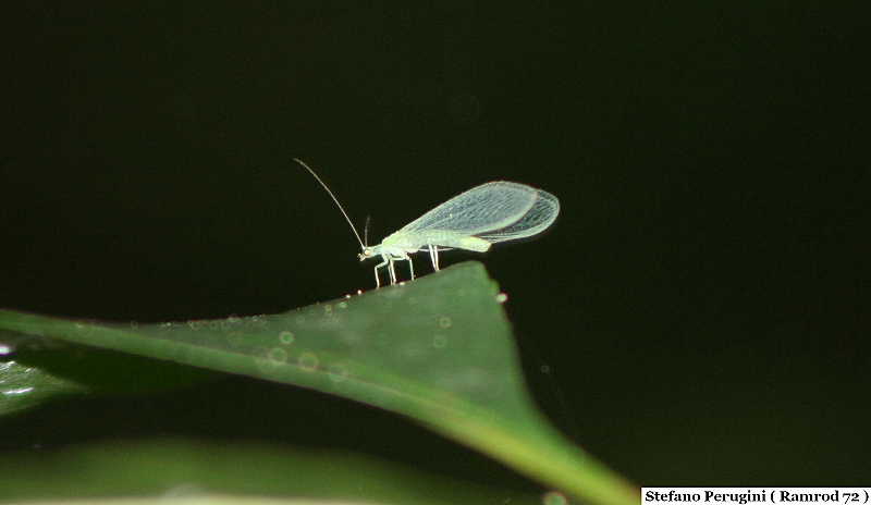 Chrysoperla sp.